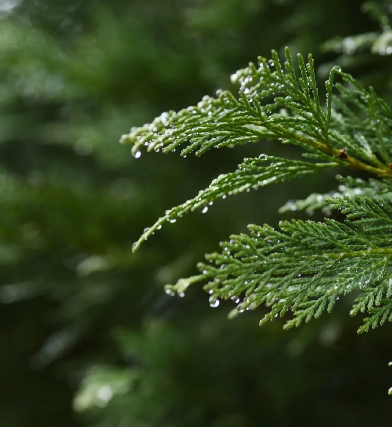 岡山で漢方よもぎ蒸しをするならルミエールへ