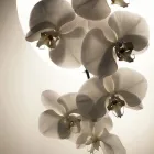 ブライダルメニュー